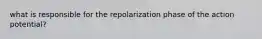 what is responsible for the repolarization phase of the action potential?