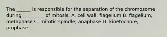 The ______ is responsible for the separation of the chromosome during _________ of mitosis. A. cell wall; flagellum B. flagellum; metaphase C. mitotic spindle; anaphase D. kinetochore; prophase