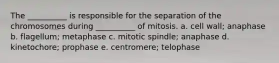 The __________ is responsible for the separation of the chromosomes during __________ of mitosis. a. cell wall; anaphase b. flagellum; metaphase c. mitotic spindle; anaphase d. kinetochore; prophase e. centromere; telophase