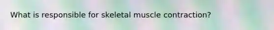 What is responsible for skeletal muscle contraction?