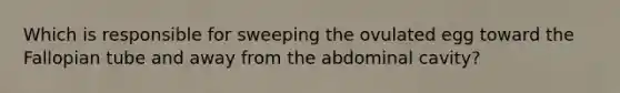 Which is responsible for sweeping the ovulated egg toward the Fallopian tube and away from the abdominal cavity?