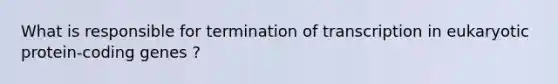 What is responsible for termination of transcription in eukaryotic protein-coding genes ?