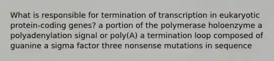 What is responsible for termination of transcription in eukaryotic protein-coding genes? a portion of the polymerase holoenzyme a polyadenylation signal or poly(A) a termination loop composed of guanine a sigma factor three nonsense mutations in sequence