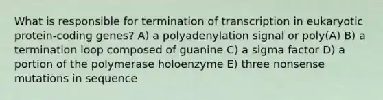 What is responsible for termination of transcription in eukaryotic protein-coding genes? A) a polyadenylation signal or poly(A) B) a termination loop composed of guanine C) a sigma factor D) a portion of the polymerase holoenzyme E) three nonsense mutations in sequence