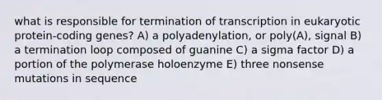 what is responsible for termination of transcription in eukaryotic protein-coding genes? A) a polyadenylation, or poly(A), signal B) a termination loop composed of guanine C) a sigma factor D) a portion of the polymerase holoenzyme E) three nonsense mutations in sequence