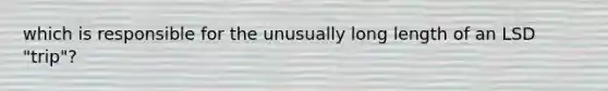 which is responsible for the unusually long length of an LSD "trip"?