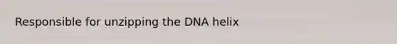 Responsible for unzipping the DNA helix