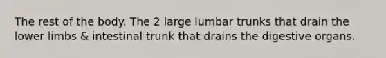 The rest of the body. The 2 large lumbar trunks that drain the lower limbs & intestinal trunk that drains the digestive organs.