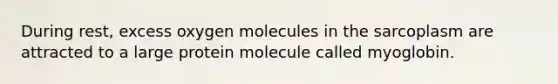 During rest, excess oxygen molecules in the sarcoplasm are attracted to a large protein molecule called myoglobin.