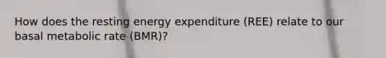 How does the resting energy expenditure (REE) relate to our basal metabolic rate (BMR)?