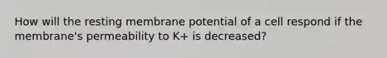 How will the resting membrane potential of a cell respond if the membrane's permeability to K+ is decreased?