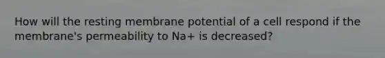 How will the resting membrane potential of a cell respond if the membrane's permeability to Na+ is decreased?