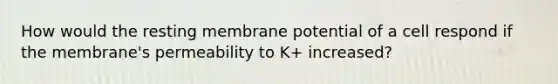 How would the resting membrane potential of a cell respond if the membrane's permeability to K+ increased?