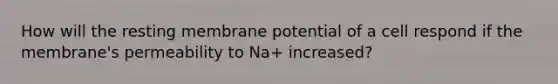 How will the resting membrane potential of a cell respond if the membrane's permeability to Na+ increased?