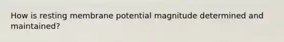 How is resting membrane potential magnitude determined and maintained?