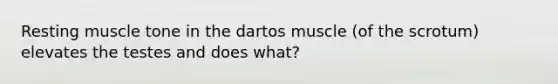 Resting muscle tone in the dartos muscle (of the scrotum) elevates the testes and does what?