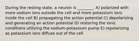 During the resting state, a neuron is ________. A) polarized with more sodium ions outside the cell and more potassium ions inside the cell B) propagating the action potential C) depolarizing and generating an action potential D) restoring the ionic conditions utilizing the sodium-potassium pump E) repolarizing as potassium ions diffuse out of the cell