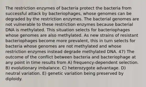 The restriction enzymes of bacteria protect the bacteria from successful attack by bacteriophages, whose genomes can be degraded by the restriction enzymes. The bacterial genomes are not vulnerable to these restriction enzymes because bacterial DNA is methylated. This situation selects for bacteriophages whose genomes are also methylated. As new strains of resistant bacteriophages become more prevalent, this in turn selects for bacteria whose genomes are not methylated and whose restriction enzymes instead degrade methylated DNA. 47) The outcome of the conflict between bacteria and bacteriophage at any point in time results from A) frequency-dependent selection. B) evolutionary imbalance. C) heterozygote advantage. D) neutral variation. E) genetic variation being preserved by diploidy.