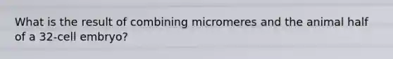 What is the result of combining micromeres and the animal half of a 32-cell embryo?