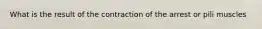 What is the result of the contraction of the arrest or pili muscles