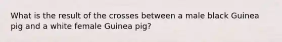 What is the result of the crosses between a male black Guinea pig and a white female Guinea pig?