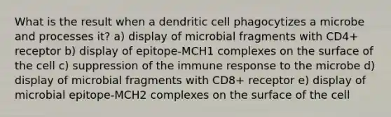 What is the result when a dendritic cell phagocytizes a microbe and processes it? a) display of microbial fragments with CD4+ receptor b) display of epitope-MCH1 complexes on the surface of the cell c) suppression of the immune response to the microbe d) display of microbial fragments with CD8+ receptor e) display of microbial epitope-MCH2 complexes on the surface of the cell