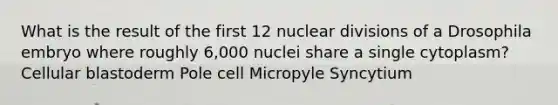 What is the result of the first 12 nuclear divisions of a Drosophila embryo where roughly 6,000 nuclei share a single cytoplasm? Cellular blastoderm Pole cell Micropyle Syncytium