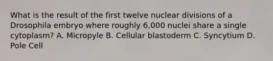 What is the result of the first twelve nuclear divisions of a Drosophila embryo where roughly 6,000 nuclei share a single cytoplasm? A. Micropyle B. Cellular blastoderm C. Syncytium D. Pole Cell