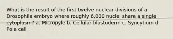 What is the result of the first twelve nuclear divisions of a Drosophila embryo where roughly 6,000 nuclei share a single cytoplasm? a. Micropyle b. Cellular blastoderm c. Syncytium d. Pole cell