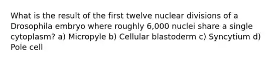 What is the result of the first twelve nuclear divisions of a Drosophila embryo where roughly 6,000 nuclei share a single cytoplasm? a) Micropyle b) Cellular blastoderm c) Syncytium d) Pole cell