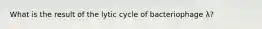 What is the result of the lytic cycle of bacteriophage λ?