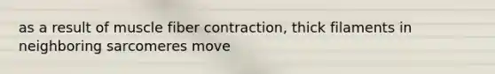 as a result of muscle fiber contraction, thick filaments in neighboring sarcomeres move