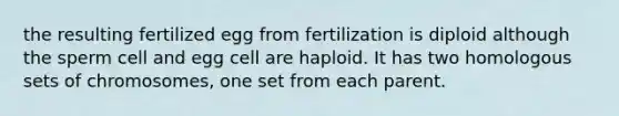 the resulting fertilized egg from fertilization is diploid although the sperm cell and egg cell are haploid. It has two homologous sets of chromosomes, one set from each parent.