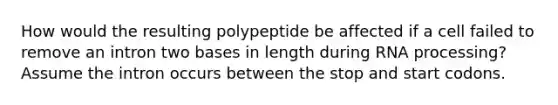 How would the resulting polypeptide be affected if a cell failed to remove an intron two bases in length during <a href='https://www.questionai.com/knowledge/kapY3KpASG-rna-processing' class='anchor-knowledge'>rna processing</a>? Assume the intron occurs between the stop and start codons.