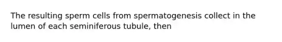 The resulting sperm cells from spermatogenesis collect in the lumen of each seminiferous tubule, then