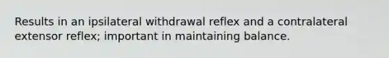 Results in an ipsilateral withdrawal reflex and a contralateral extensor reflex; important in maintaining balance.