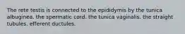 The rete testis is connected to the epididymis by the tunica albuginea. the spermatic cord. the tunica vaginalis. the straight tubules. efferent ductules.
