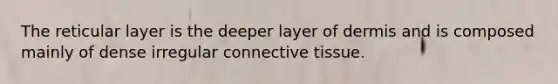 The reticular layer is the deeper layer of dermis and is composed mainly of dense irregular connective tissue.