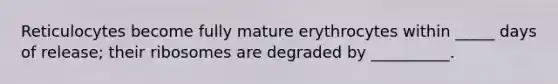 Reticulocytes become fully mature erythrocytes within _____ days of release; their ribosomes are degraded by __________.