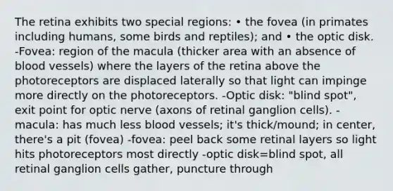 The retina exhibits two special regions: • the fovea (in primates including humans, some birds and reptiles); and • the optic disk. -Fovea: region of the macula (thicker area with an absence of blood vessels) where the layers of the retina above the photoreceptors are displaced laterally so that light can impinge more directly on the photoreceptors. -Optic disk: "blind spot", exit point for optic nerve (axons of retinal ganglion cells). -macula: has much less blood vessels; it's thick/mound; in center, there's a pit (fovea) -fovea: peel back some retinal layers so light hits photoreceptors most directly -optic disk=blind spot, all retinal ganglion cells gather, puncture through