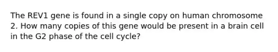 The REV1 gene is found in a single copy on human chromosome 2. How many copies of this gene would be present in a brain cell in the G2 phase of the cell cycle?