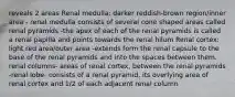 reveals 2 areas Renal medulla: darker reddish-brown region/inner area - renal medulla consists of several cone shaped areas called renal pyramids -the apex of each of the renal pyramids is called a renal papilla and points towards the renal hilum Renal cortex: light red area/outer area -extends form the renal capsule to the base of the renal pyramids and into the spaces between them. renal columns- areas of renal cortex, between the renal pyramids -renal lobe- consists of a renal pyramid, its overlying area of renal cortex and 1/2 of each adjacent renal column