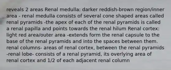 reveals 2 areas Renal medulla: darker reddish-brown region/inner area - renal medulla consists of several cone shaped areas called renal pyramids -the apex of each of the renal pyramids is called a renal papilla and points towards the renal hilum Renal cortex: light red area/outer area -extends form the renal capsule to the base of the renal pyramids and into the spaces between them. renal columns- areas of renal cortex, between the renal pyramids -renal lobe- consists of a renal pyramid, its overlying area of renal cortex and 1/2 of each adjacent renal column