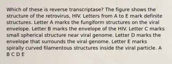 Which of these is reverse transcriptase? The figure shows the structure of the retrovirus, HIV. Letters from A to E mark definite structures. Letter A marks the fungiform structures on the viral envelope. Letter B marks the envelope of the HIV. Letter C marks small spherical structure near viral genome. Letter D marks the envelope that surrounds the viral genome. Letter E marks spirally curved filamentous structures inside the viral particle. A B C D E