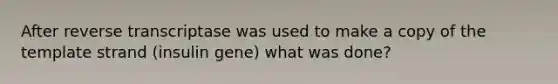 After reverse transcriptase was used to make a copy of the template strand (insulin gene) what was done?