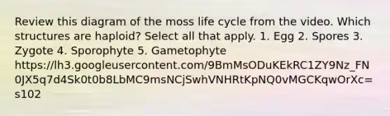 Review this diagram of the moss life cycle from the video. Which structures are haploid? Select all that apply. 1. Egg 2. Spores 3. Zygote 4. Sporophyte 5. Gametophyte https://lh3.googleusercontent.com/9BmMsODuKEkRC1ZY9Nz_FN0JX5q7d4Sk0t0b8LbMC9msNCjSwhVNHRtKpNQ0vMGCKqwOrXc=s102