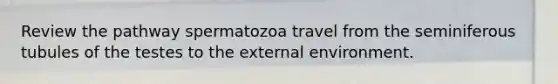 Review the pathway spermatozoa travel from the seminiferous tubules of the testes to the external environment.