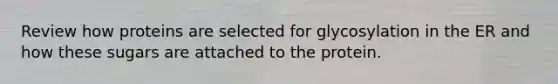 Review how proteins are selected for glycosylation in the ER and how these sugars are attached to the protein.