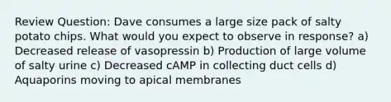 Review Question: Dave consumes a large size pack of salty potato chips. What would you expect to observe in response? a) Decreased release of vasopressin b) Production of large volume of salty urine c) Decreased cAMP in collecting duct cells d) Aquaporins moving to apical membranes