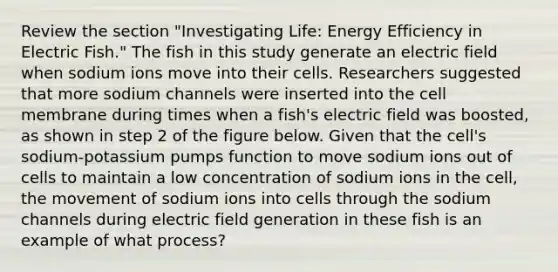 Review the section "Investigating Life: Energy Efficiency in Electric Fish." The fish in this study generate an electric field when sodium ions move into their cells. Researchers suggested that more sodium channels were inserted into the cell membrane during times when a fish's electric field was boosted, as shown in step 2 of the figure below. Given that the cell's sodium-potassium pumps function to move sodium ions out of cells to maintain a low concentration of sodium ions in the cell, the movement of sodium ions into cells through the sodium channels during electric field generation in these fish is an example of what process?